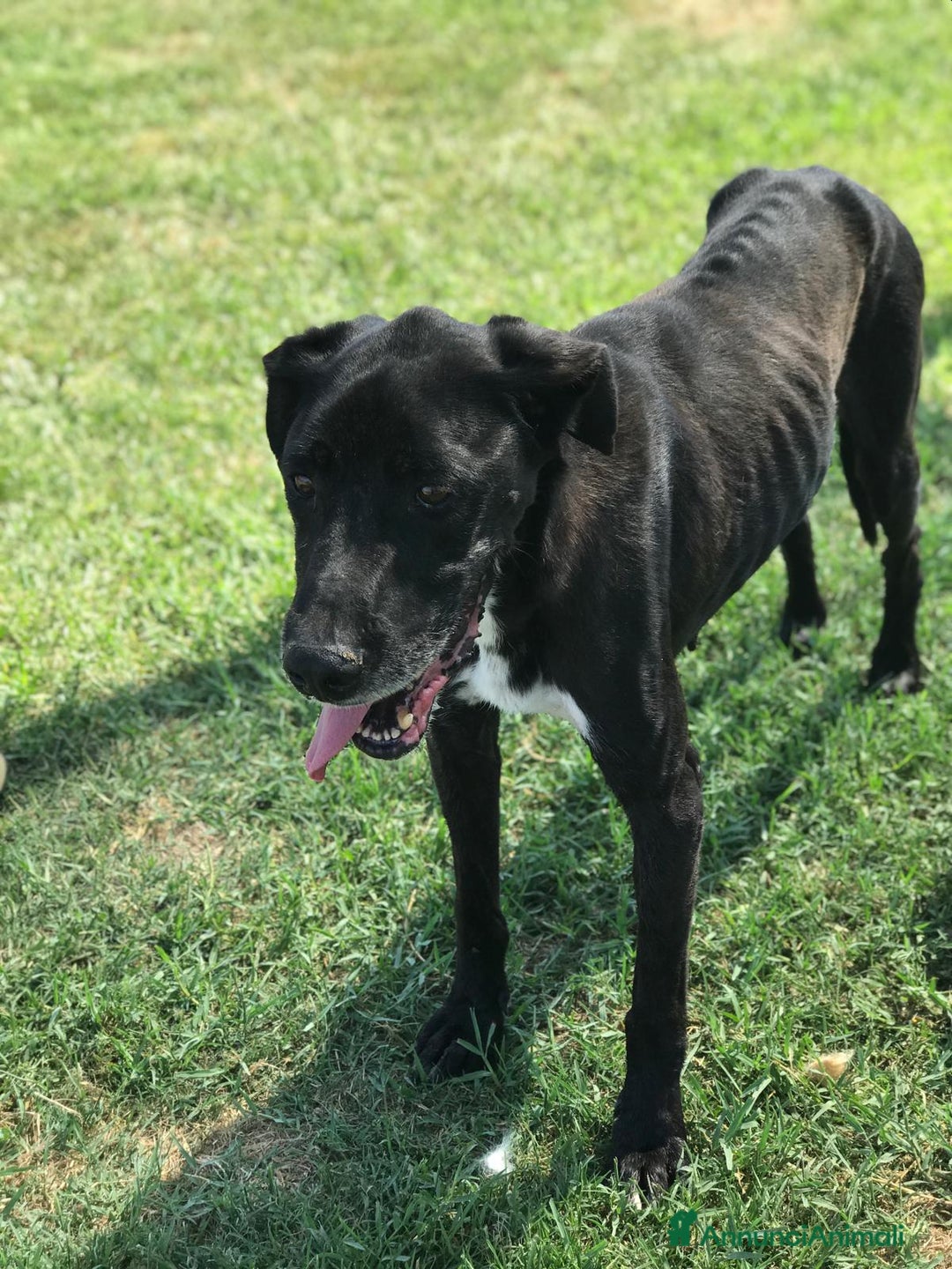 Meticcio cani in regalo: Help per Nestore, facciamolo uscire dalla gabbia! a Provincia di Latina - Annuncio 3