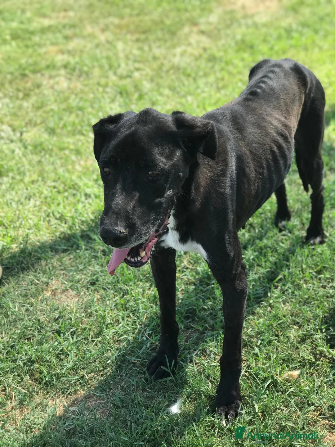 Meticcio cani in regalo: Help per Nestore, facciamolo uscire dalla gabbia! a Provincia di Latina - Annuncio 3