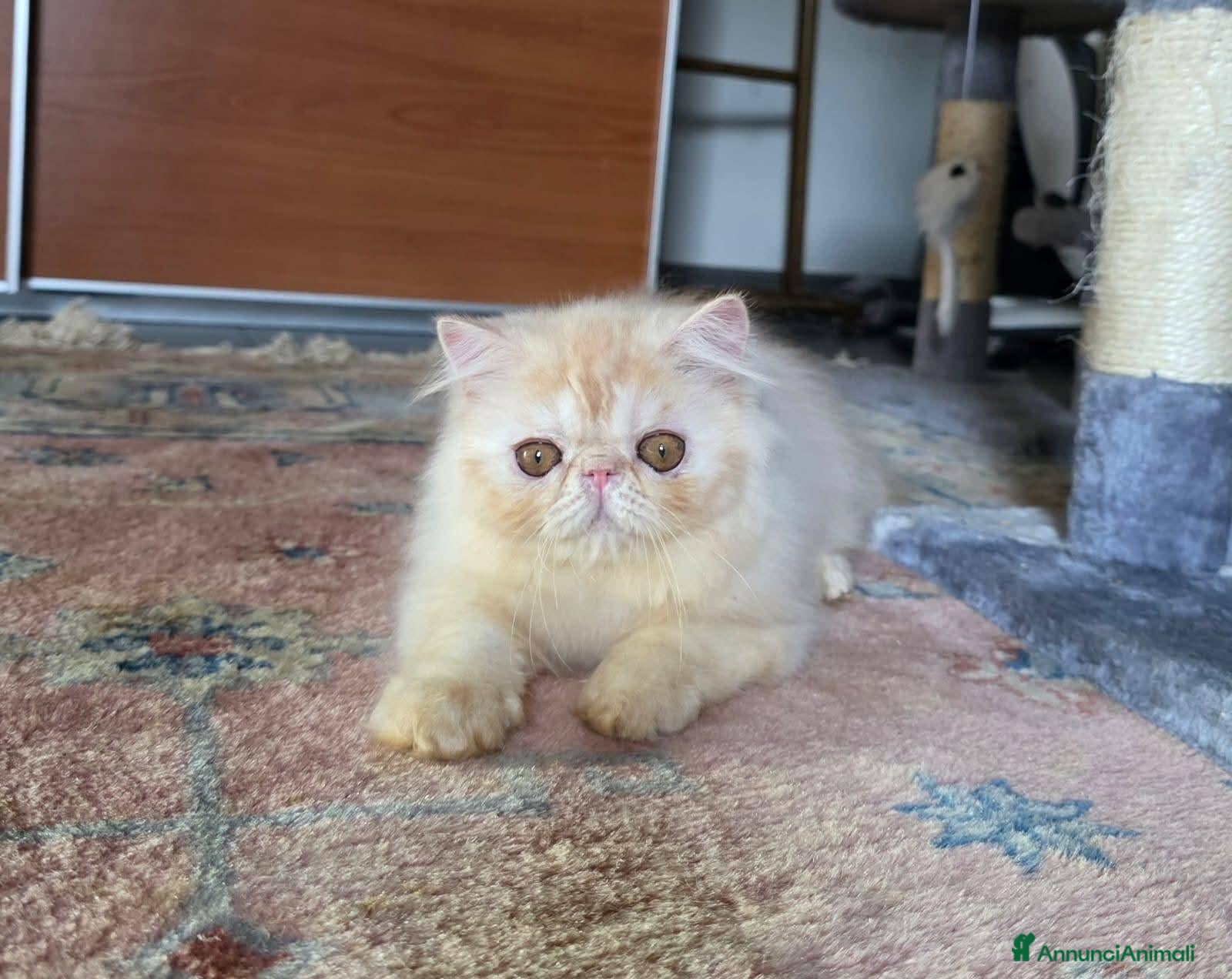 Persiano gatti Cucciolo persiano  - Annuncio 4