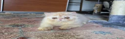 Persiano gatti in vendita: Cucciolo persiano  - Annuncio 3