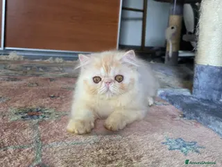 Persiano gatti Cucciolo persiano - Annuncio 1