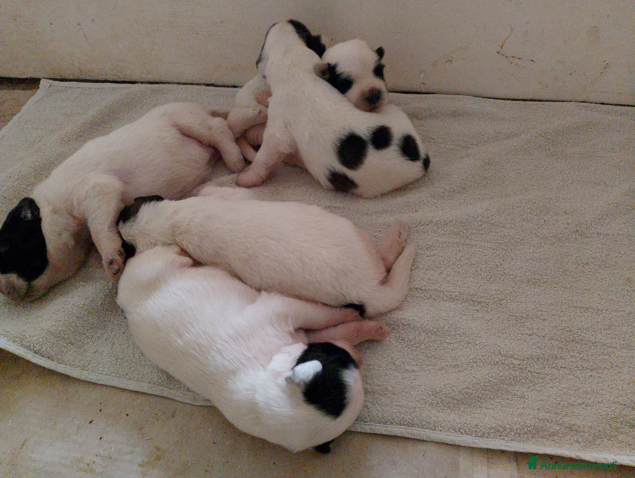 Altre razze cani Romanian Mioritic shepherd dog  - Annuncio 1