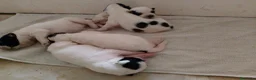 Altre razze cani in vendita: Romanian Mioritic shepherd dog  - Annuncio 1