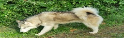 Alaskan Malamute cani in vendita: Alaskan Malamute cuccioloni  a Città Metropolitana di Bologna - Annuncio 3