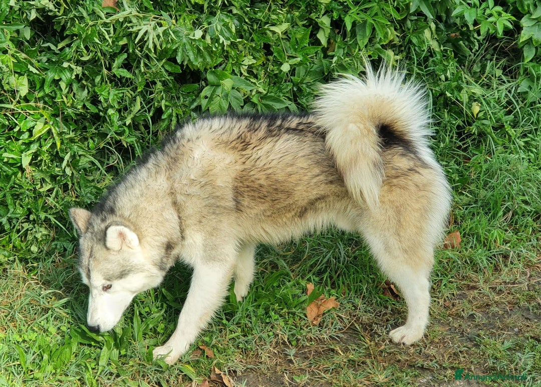 Alaskan Malamute cani in vendita: Alaskan Malamute cuccioloni  a Città Metropolitana di Bologna - Annuncio 3