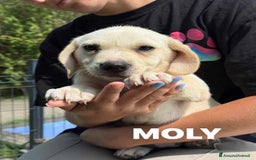 Labrador cani in regalo: Mamma LABRADOR e cuccioli di 3 MESI! - Immagine 4