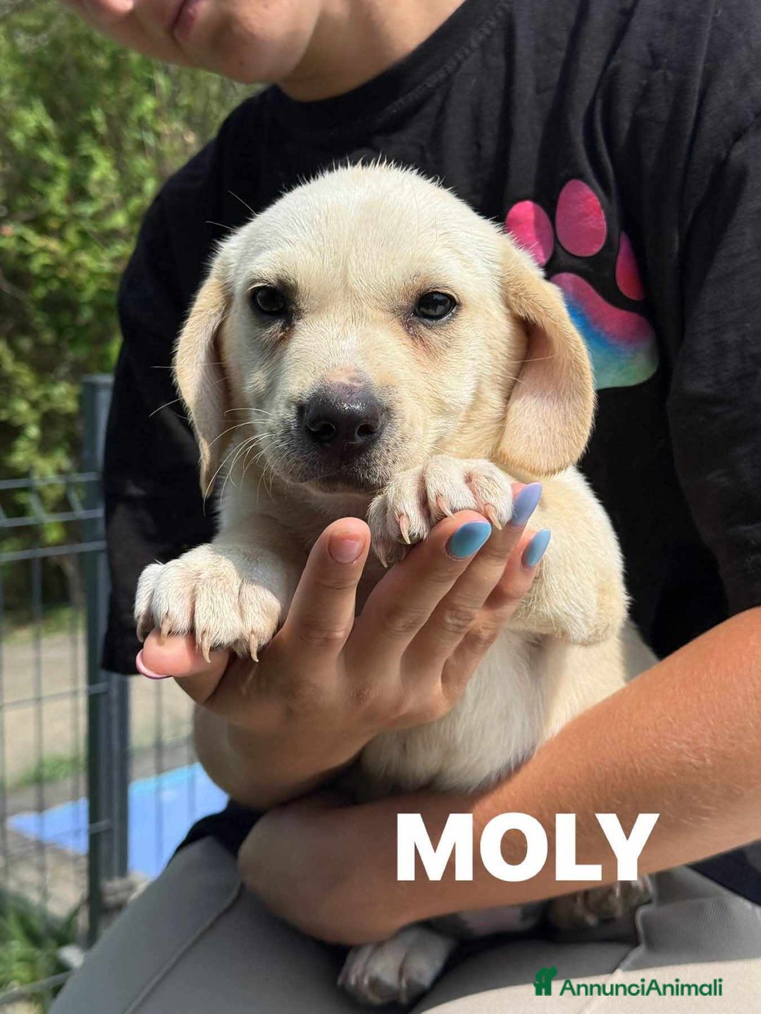 Labrador cani in regalo: Mamma LABRADOR e cuccioli di 3 MESI! - Immagine 4