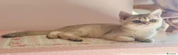 Scottish gatti in vendita: Gattini scottish con pedigree - Annuncio 12