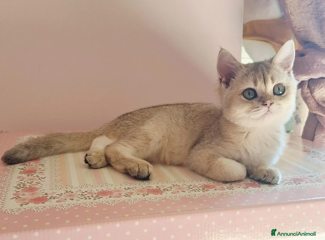 Scottish gatti in vendita: Gattini scottish con pedigree - Annuncio 12