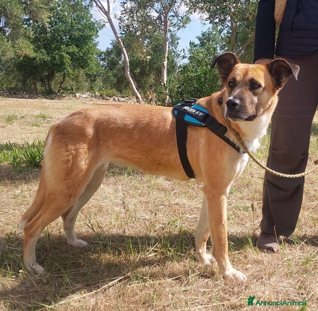 Meticcio cani in regalo: Pita, un gioiello in canile a Città Metropolitana di Bari - Annuncio 1