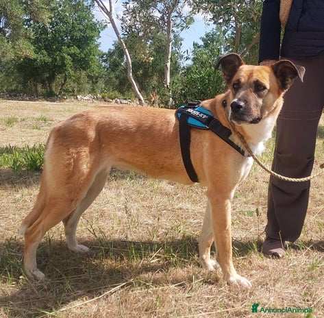 Meticcio cani a Città Metropolitana di Bari - Annuncio 16