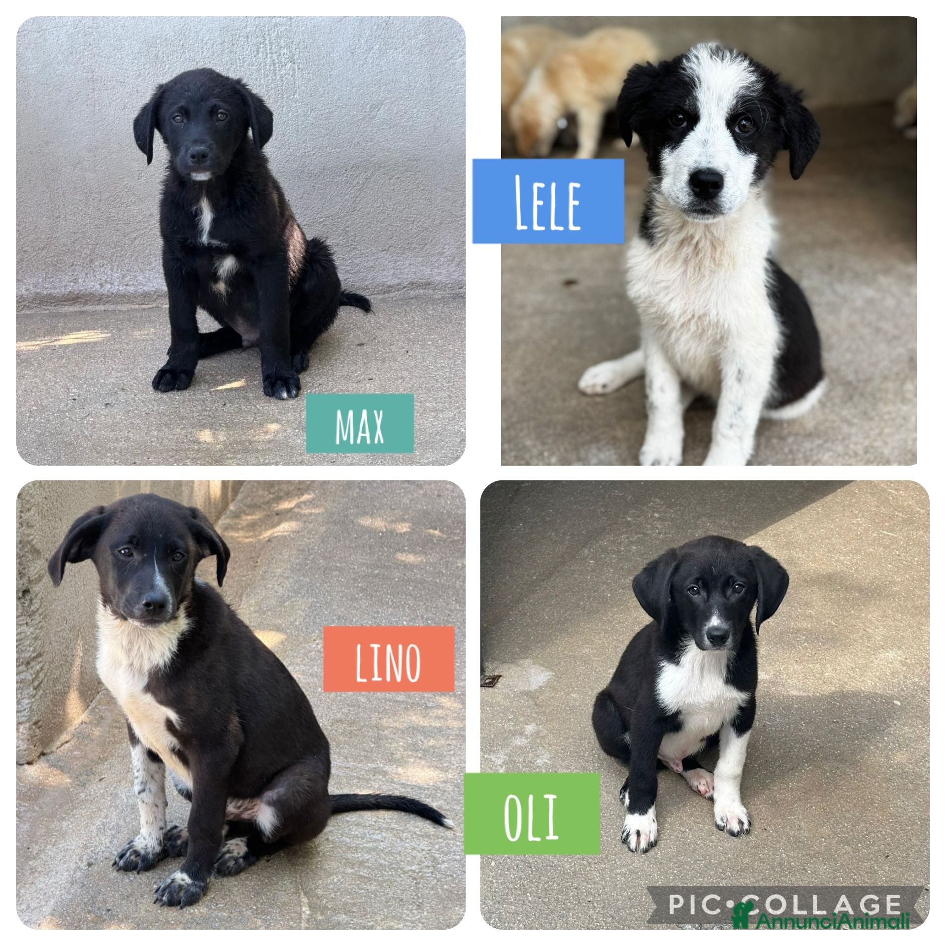 Meticcio cani Cuccioli tg media - Annuncio 27