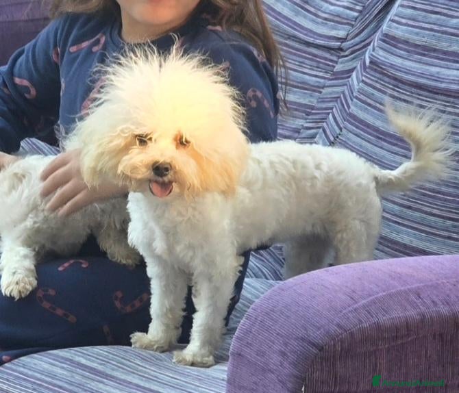 Maltipoo cani in vendita: Maltipoo - Annuncio 2