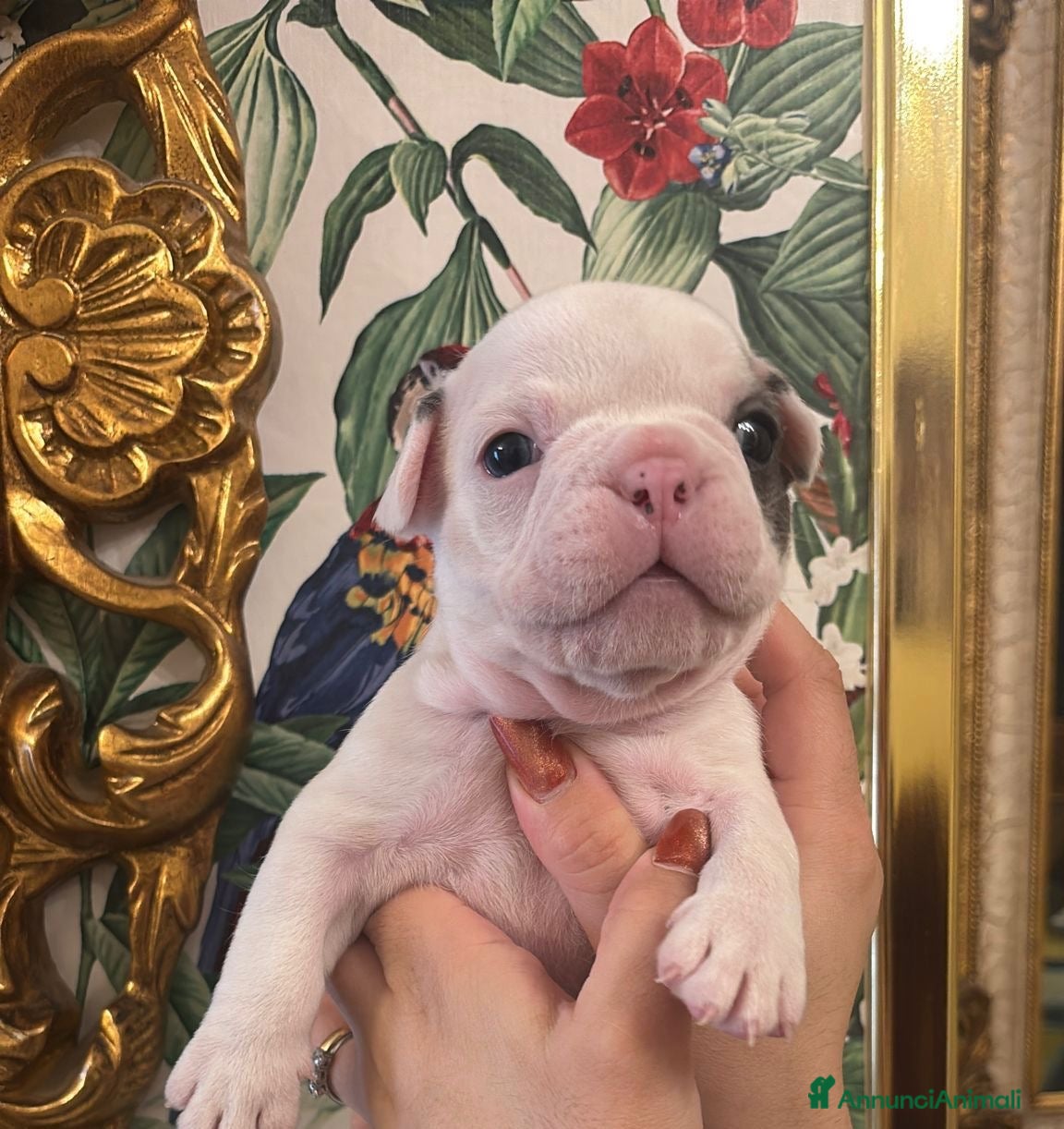 Bulldog Francese cani Bulldog francese  - Annuncio 3