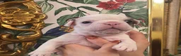 Bulldog Francese cani in vendita: Bulldog francese  - Annuncio 1