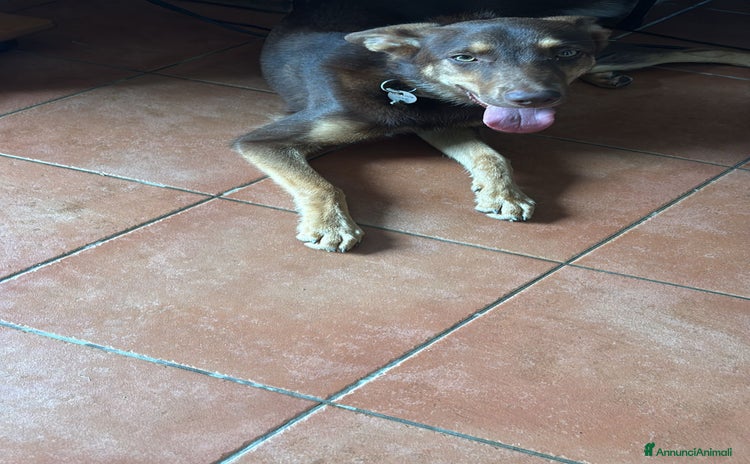 Pastore Tedesco cani a Città Metropolitana di Genova - Annuncio 7