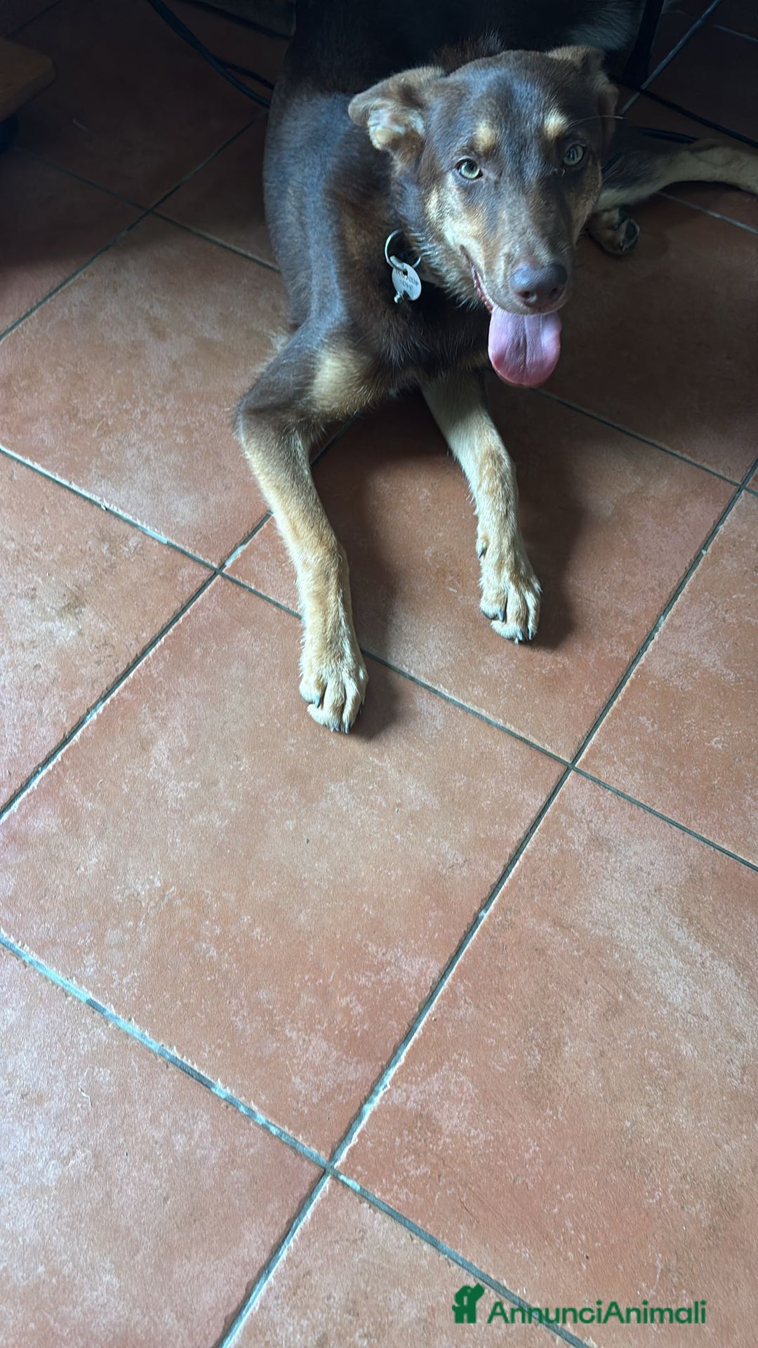 Pastore Tedesco cani in regalo: Cucciola incrocio Pastore Tedesco e Pastore Belga a Città Metropolitana di Genova - Immagine 1
