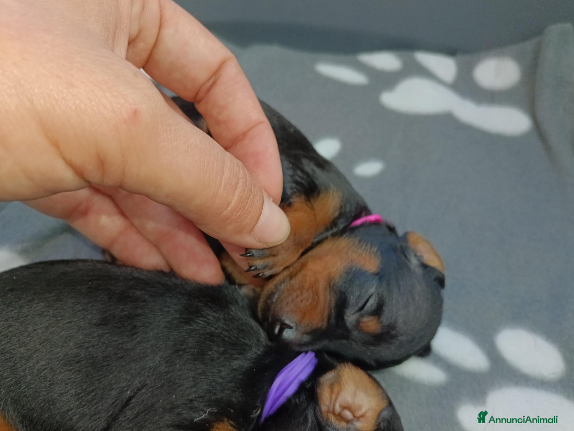 Pinscher Miniatura cani Pinscher Nano - Annuncio 31