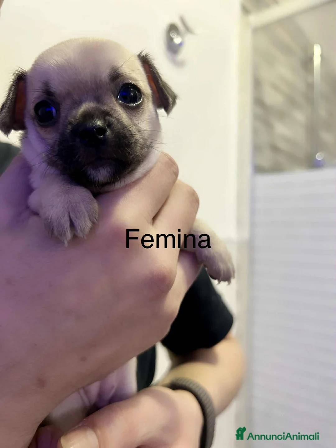 Chihuahua cani in vendita: Extra chihuahua  - Annuncio 12