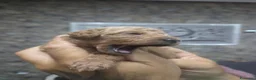 Barboncino cani in vendita: Barboncini albicocca e red - Annuncio 4