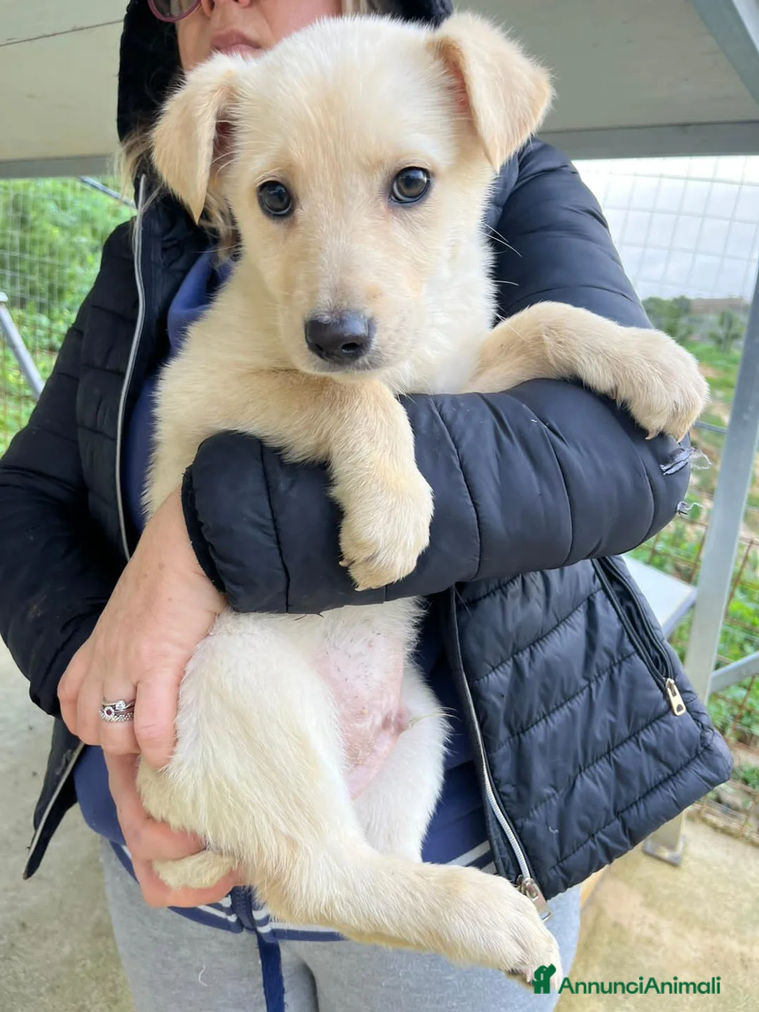 Altre razze cani in regalo: cleo e liam - Annuncio 5