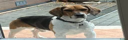 Beagle cani per accoppiamento: Cerco beagle femmina per accoppiamento  - Annuncio 1