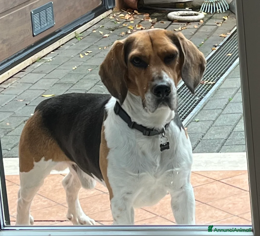 Beagle cani per accoppiamento: Cerco beagle femmina per accoppiamento  - Annuncio 1