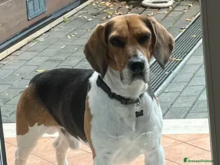 Beagle cani Cerco beagle femmina per accoppiamento - Annuncio 2