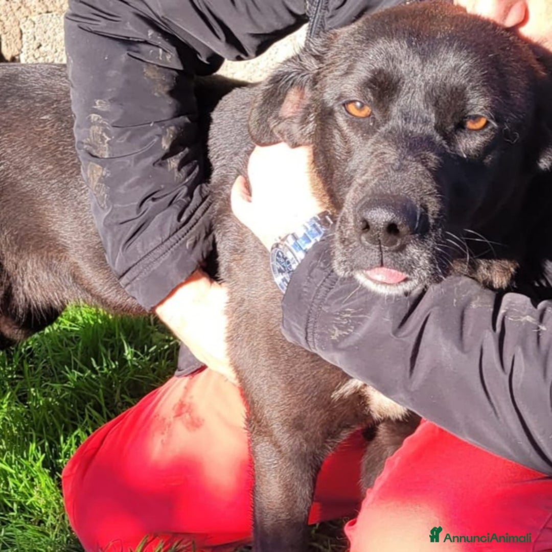 Meticcio cani in regalo: BIBBI' il cagnolino rubacuori💜 - Annuncio 4