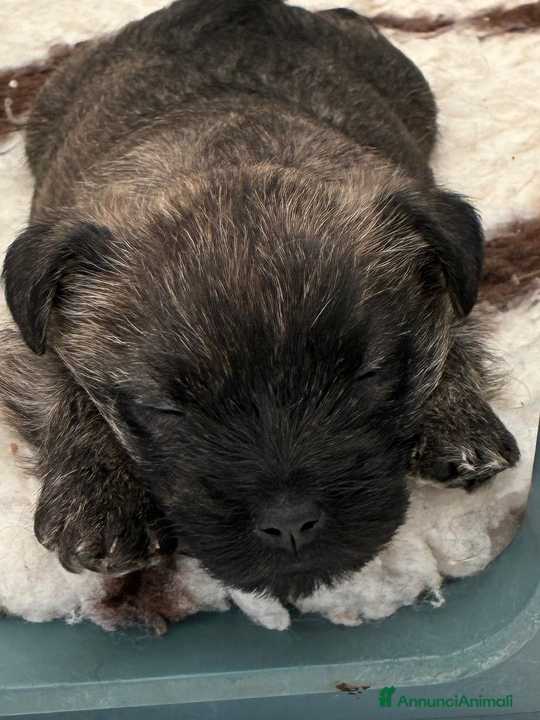 Cairn Terrier cani in vendita: Cairn terrier cucciolo  - Annuncio 5