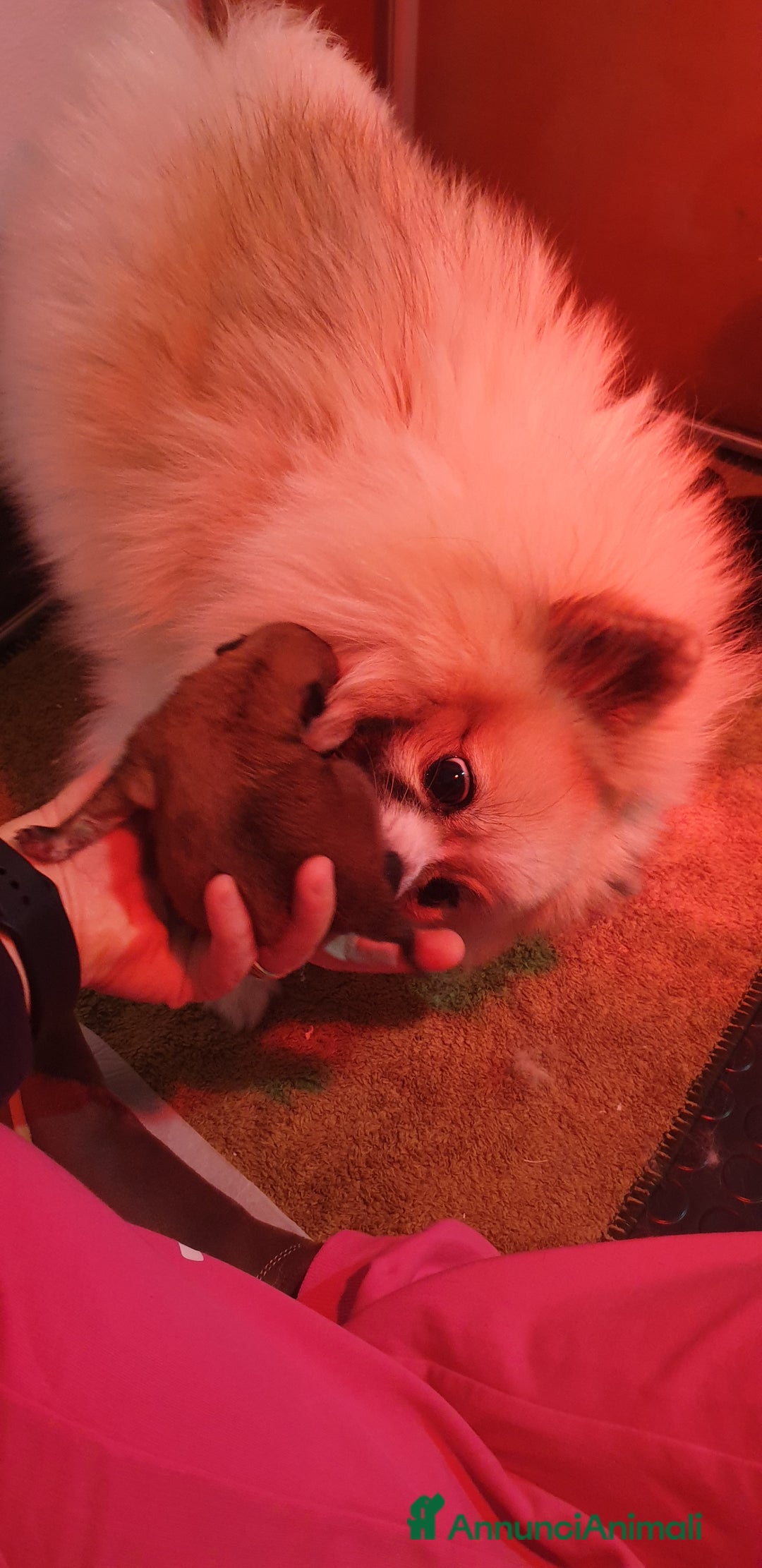 Volpino Pomerania cani in vendita: Pomerania nani  - Annuncio 5