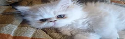 Persiano gatti in vendita: Persiani - Annuncio 6