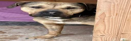 Meticcio cani in regalo: Bobby, dolce e speciale - Annuncio 8