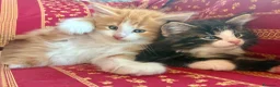 Norvegese gatti in vendita: cucciolo norvegese delle foreste - Annuncio 8