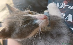 Altre razze gatti in regalo: Nemo, gattino sogna casa - Immagine 8