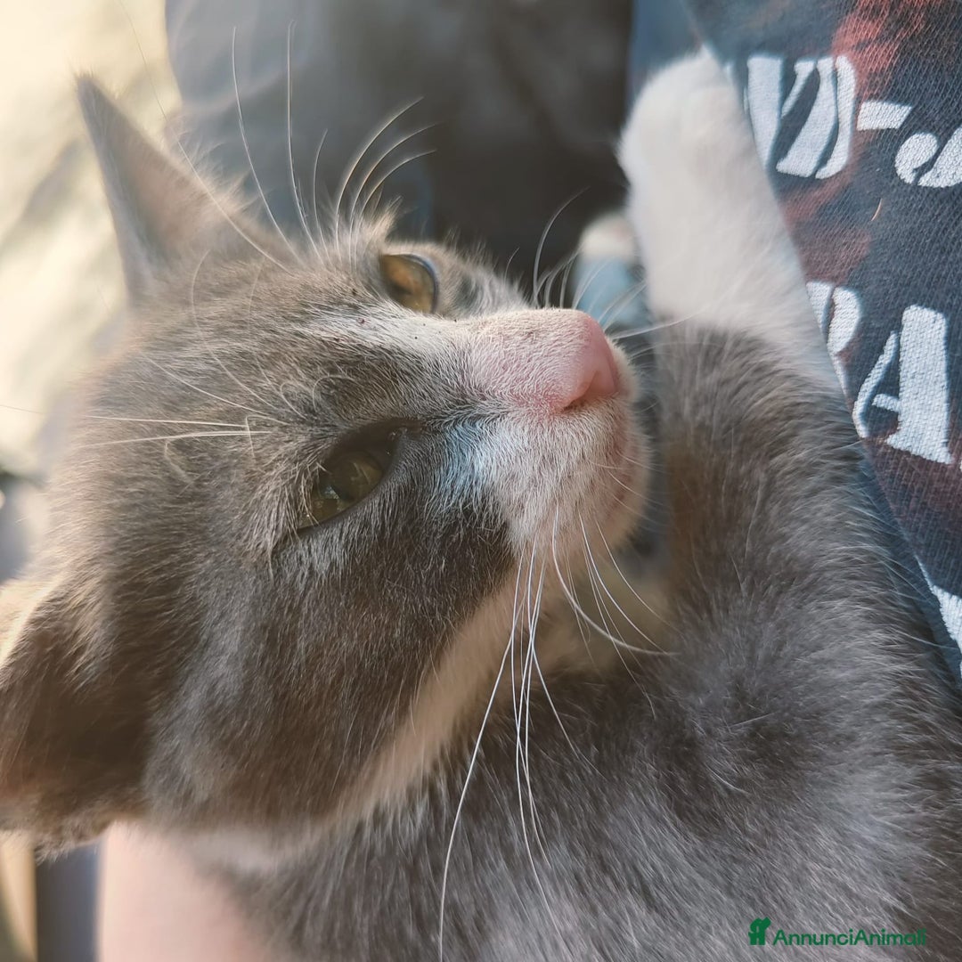 Altre razze gatti in regalo: Nemo, gattino sogna casa - Immagine 8