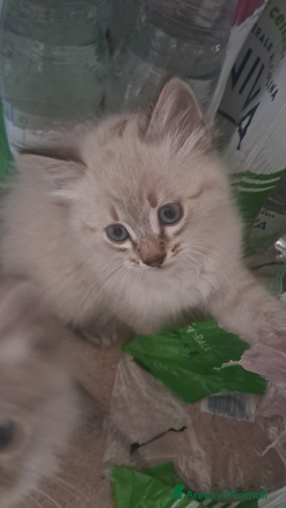 Siberiano gatti Gatto siberiano neva  - Annuncio 24