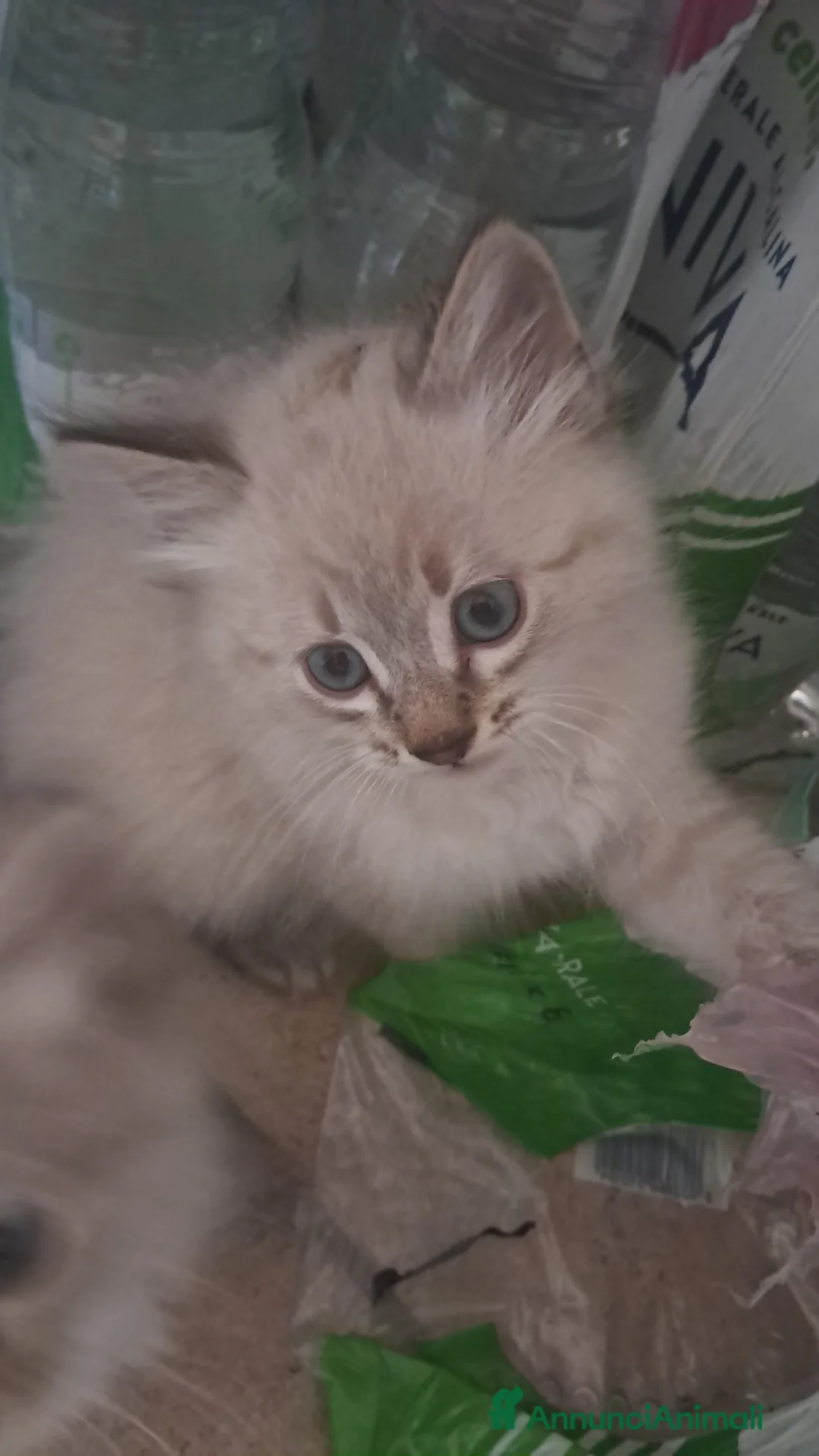 Siberiano gatti in vendita: Gatto siberiano neva  - Annuncio 1