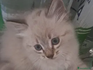 Siberiano gatti Gatto siberiano neva - Annuncio 1