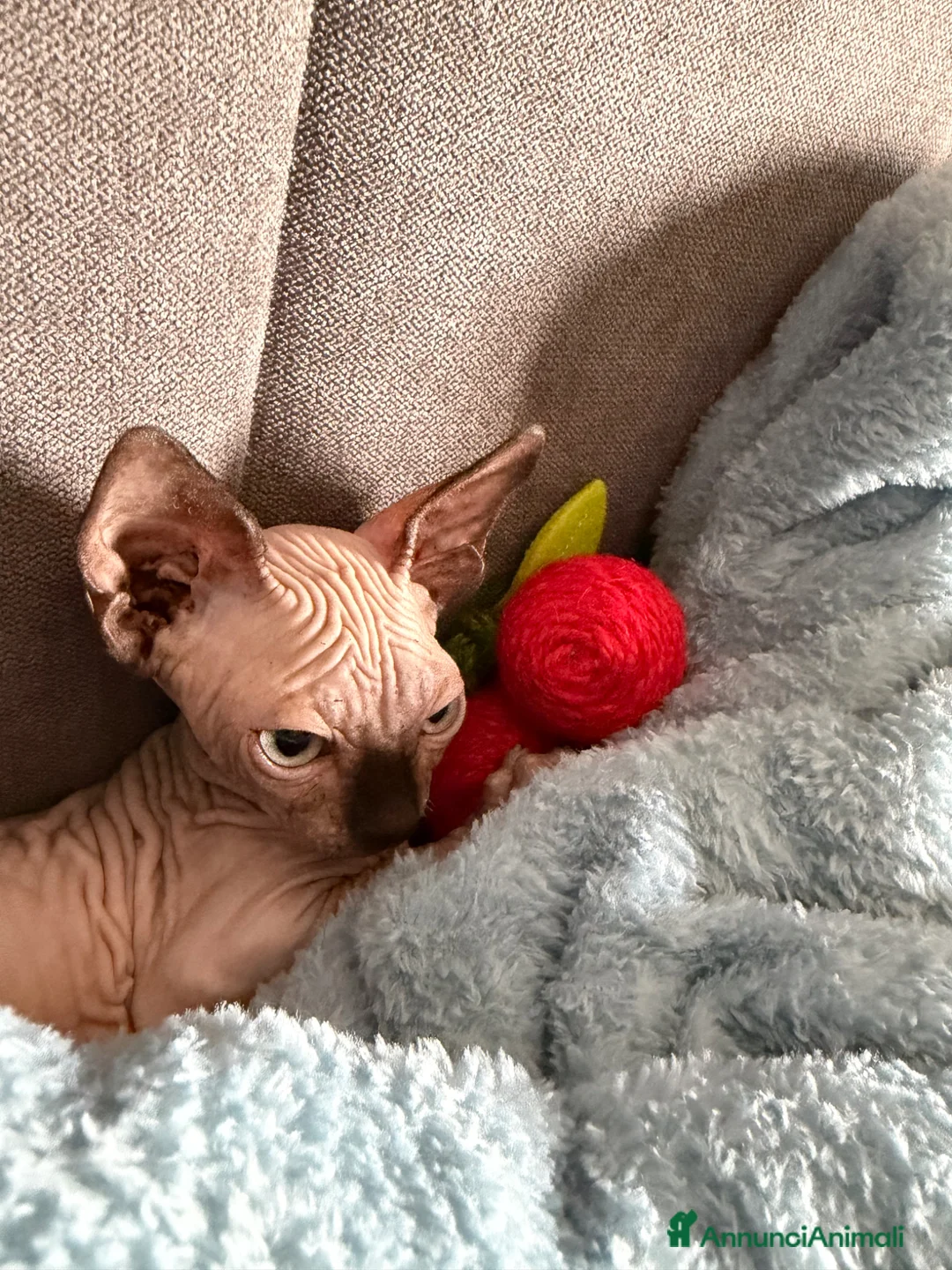 Sphynx gatti in vendita: Vendo gatto sphynx  - Annuncio 2