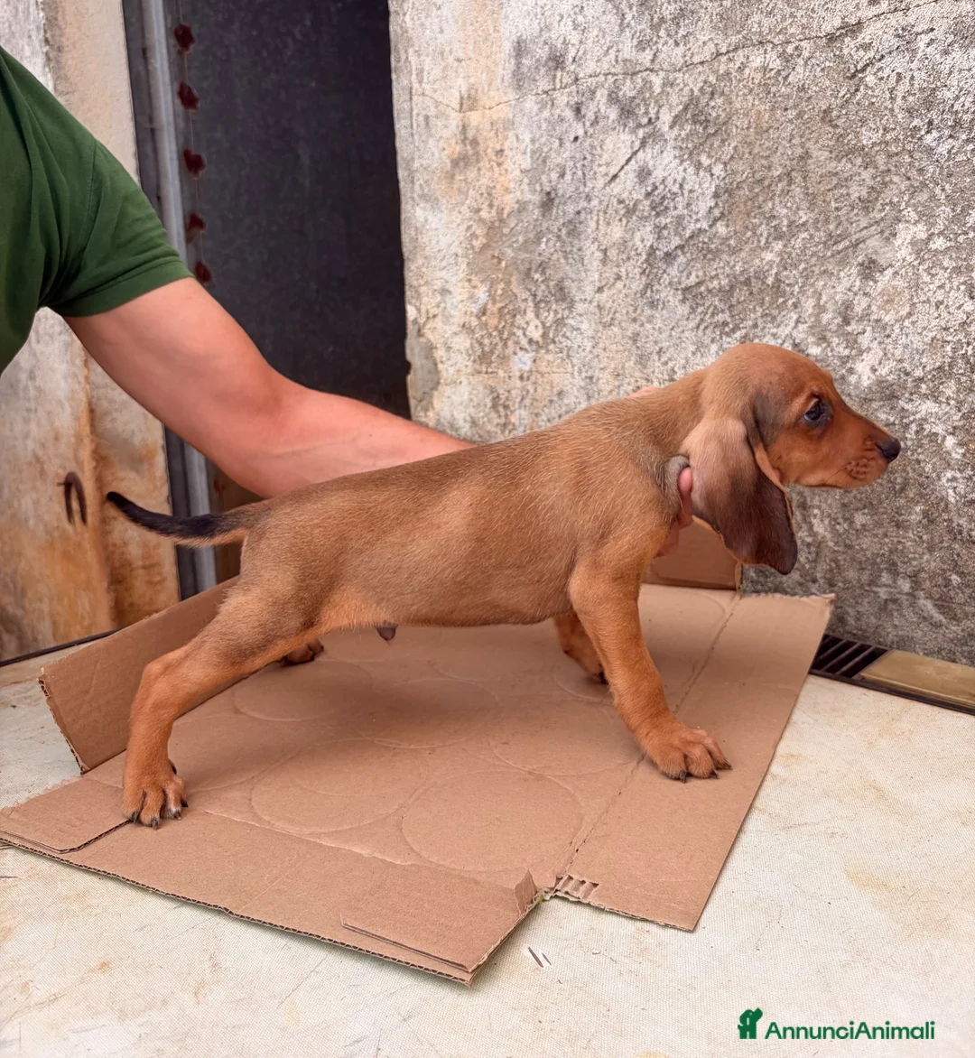 Segugio dell'Appennino cani in vendita: Vendo cuccioli di Segugio dell’Appenino puri - Annuncio 2