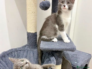 Certosino gatti LICYA E CHARLIE GATTINI DOLCISSIMI a Città metropolitana di Roma Capitale - Annuncio 5