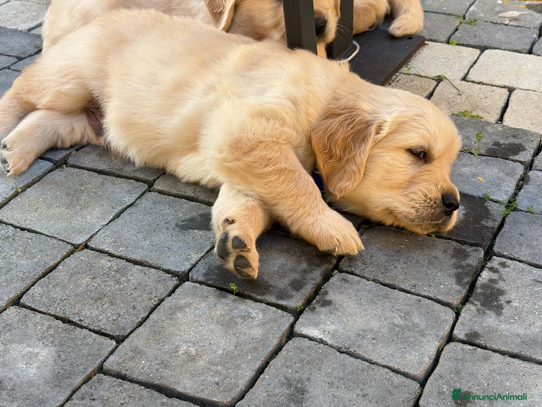 Golden Retriever cani in vendita: Ultimo maschietto di golden retriver disponibile - Annuncio 7