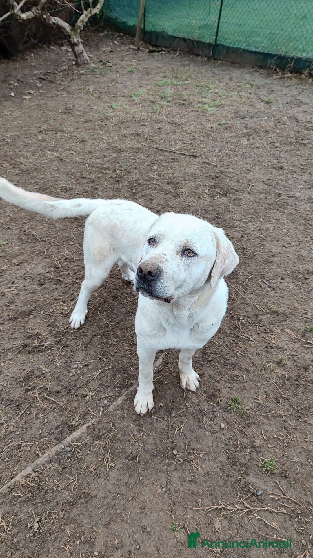 Meticcio cani in regalo: BARRY  a Città Metropolitana di Torino - Immagine 1