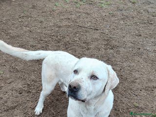Meticcio cani BARRY a Città Metropolitana di Torino - Annuncio 26