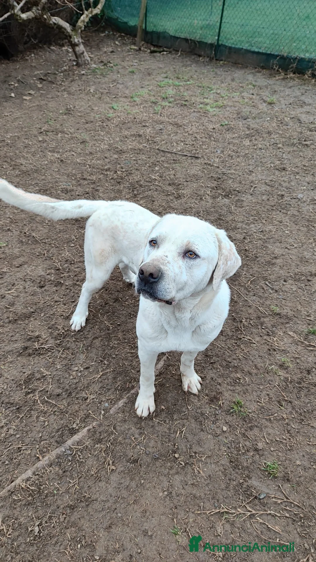 Meticcio cani in regalo: BARRY  a Città Metropolitana di Torino - Annuncio 1