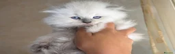Scottish gatti in vendita: Bellissimi gattini scottish fold disponibili  - Annuncio 8
