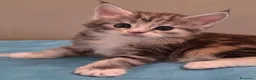 Maine Coon gatti in vendita: Litter F Dolci Fusa - Annuncio 15