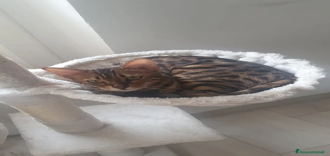 Immagine della galleria {{count}}