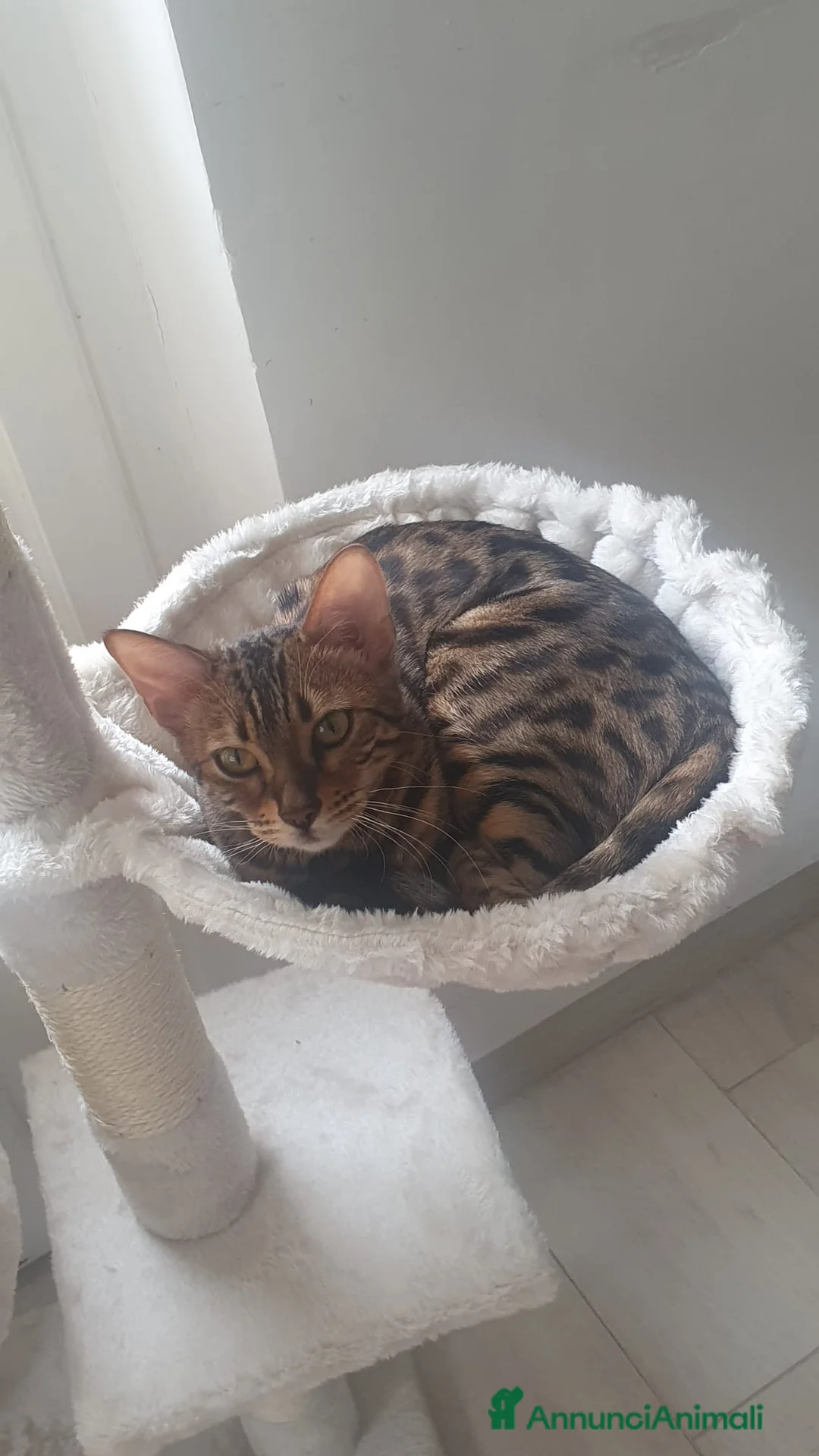 Immagine della galleria {{count}}